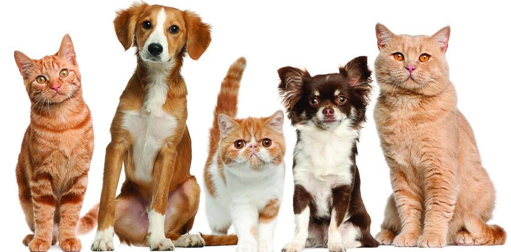 Доска объявлений о животных | ЗооТом - продажа, вязка и услуги для животных в Щиграх