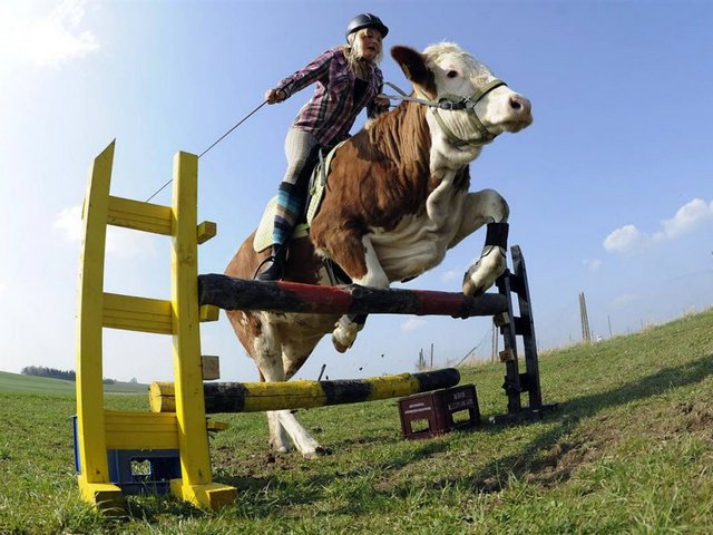 Статьи о коровах в Щиграх | ЗооТом портал о животных