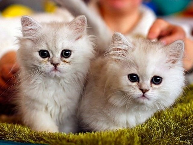 Породы кошек в Щиграх | ЗооТом портал о животных