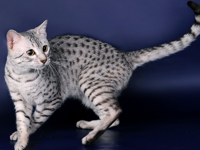 Породы кошек в Щиграх | ЗооТом портал о животных