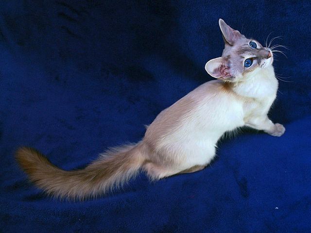 Выведенные породы кошек в Щиграх | ЗооТом портал о животных