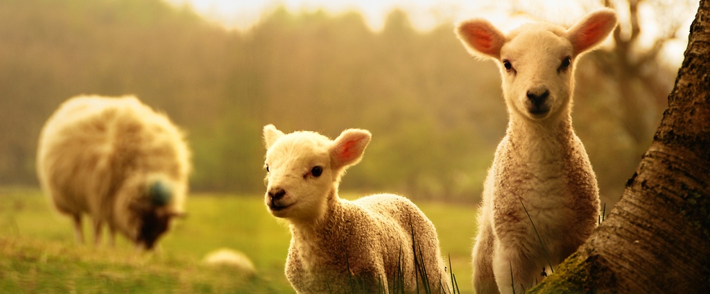 Объявления о сельскохозяйственных животных | ЗооТом - продажа, вязка и услуги для животных в Щиграх