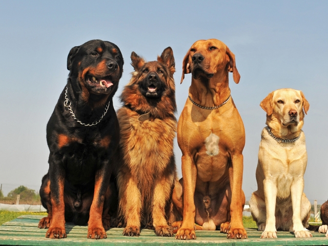 Крупные породы собак в Щиграх | ЗооТом портал о животных